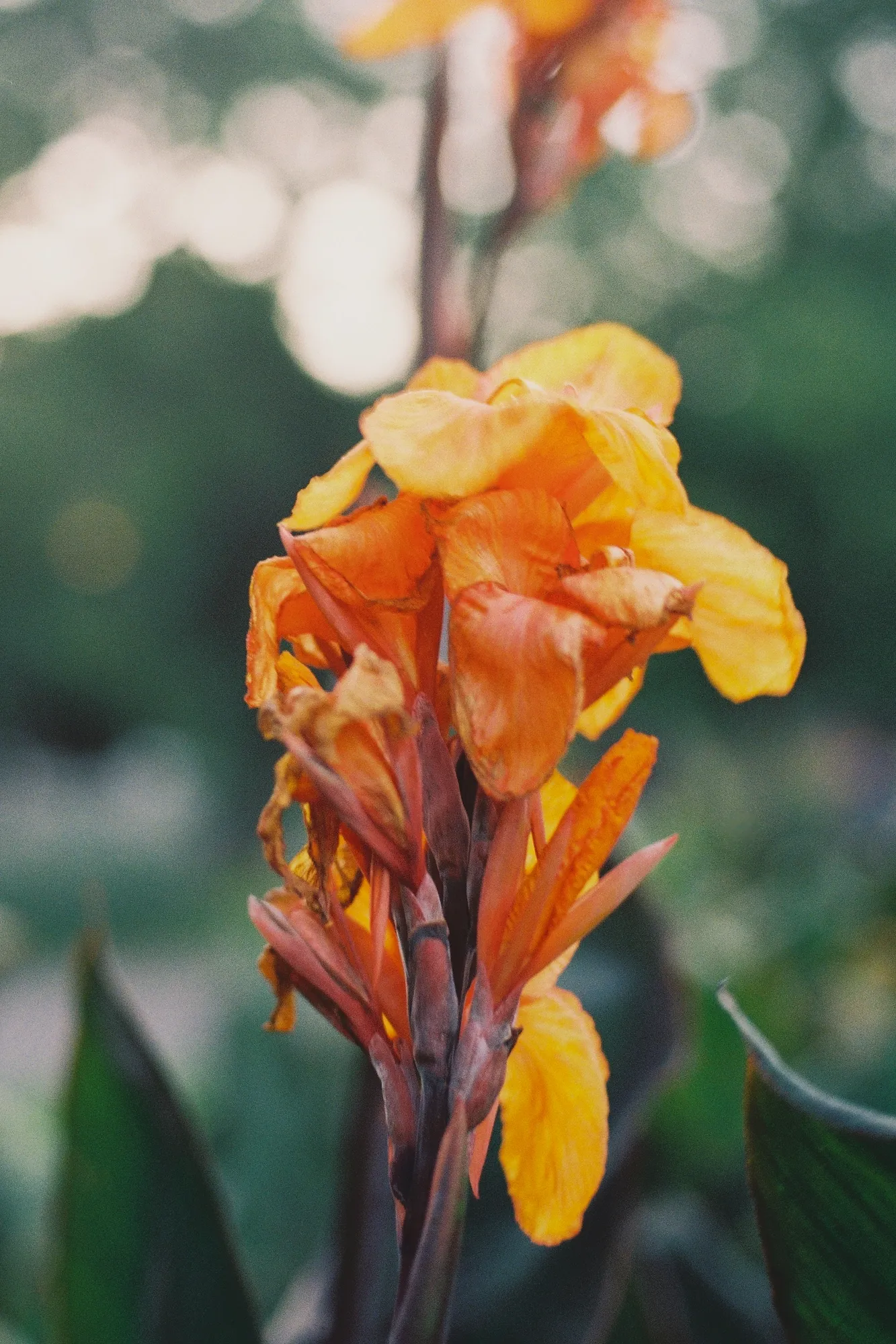 Close-up of a flower, color film